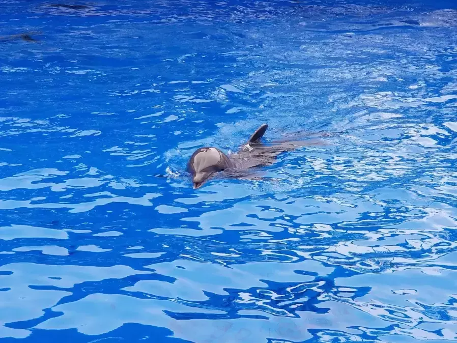 Безплатни коледни представления за деца прави Варненският Делфинариум