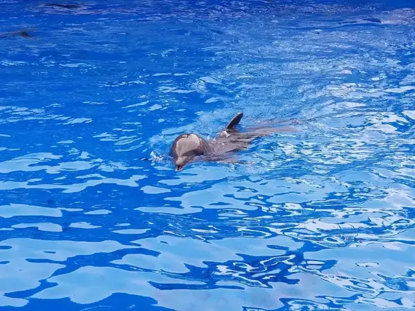 Безплатни коледни представления за деца прави Варненският Делфинариум