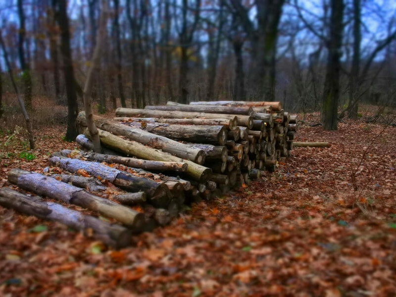 България в топ 20 на страните по света с най-добро презалесяване на гори