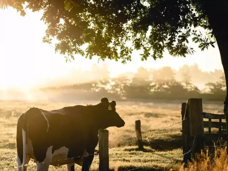 Становище на СНЦ Български фермерски съюз с предложения за промени  в помощ на земеделския сектор