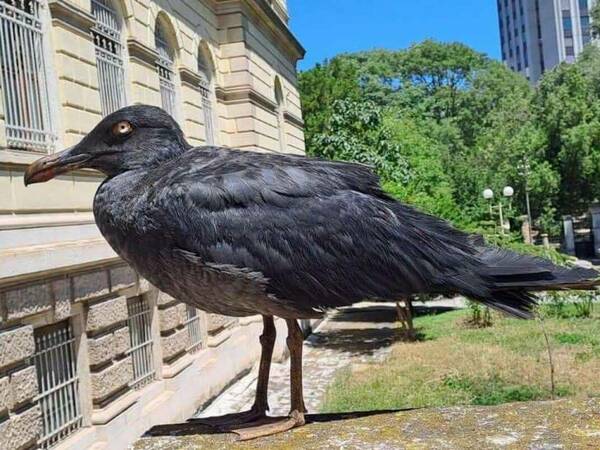 Черна чайка се появи във Варна, търсят ѝ име