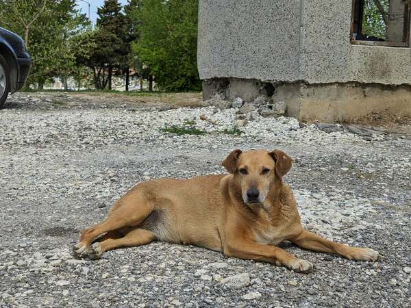 8 кученца от Общинския приют в Каменар намериха нов дом