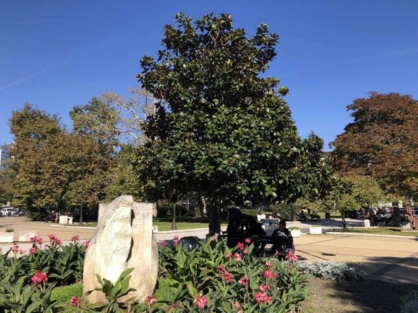 Нови дръвчета в центъра на Варна