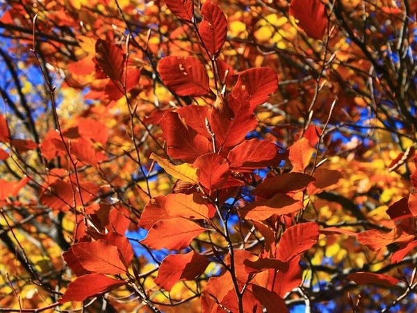 Оранжев код за силен вятър