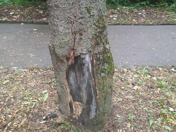 Махат опасни дървета в „Приморски“