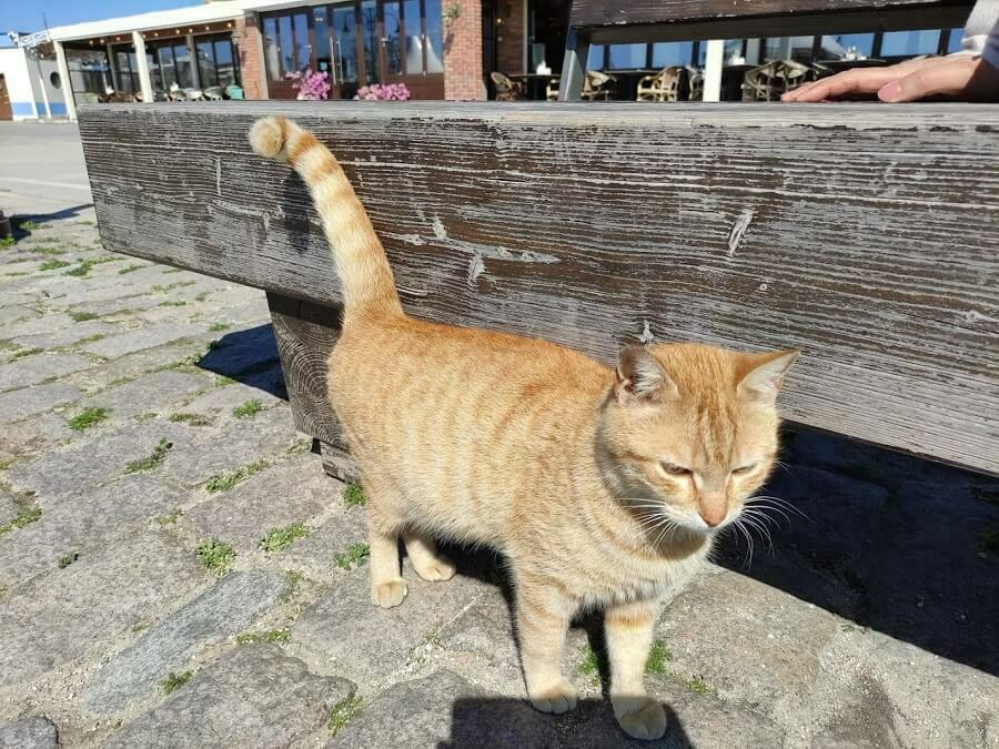 Близо 20 000 бездомни животни във Варна