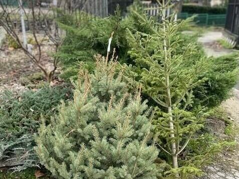 Дарете коледното си дръвче на зоопарка