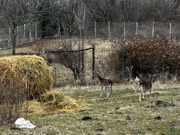 Елени от зоопарка ще живеят на свобода в Родопите