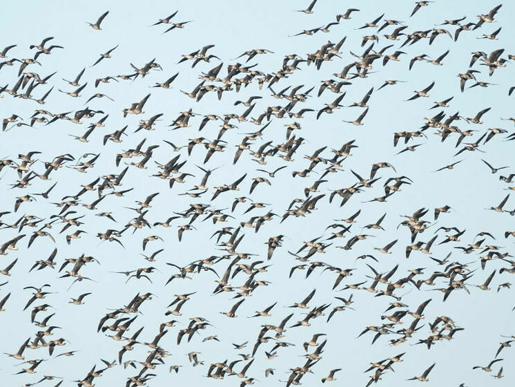 Преброяване на зимуващите водолюбиви птици