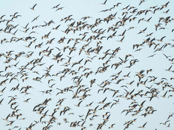 Преброяване на зимуващите водолюбиви птици