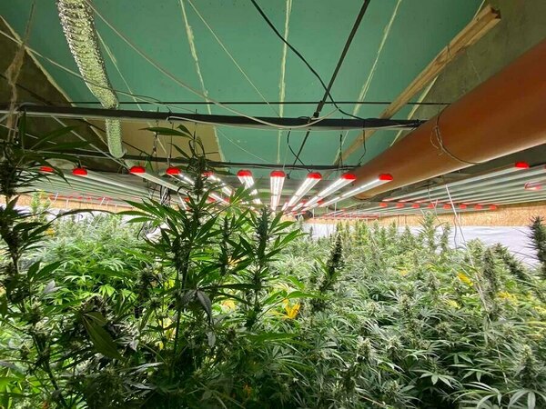 Заловиха шуменец в наркооранжерия във Варна