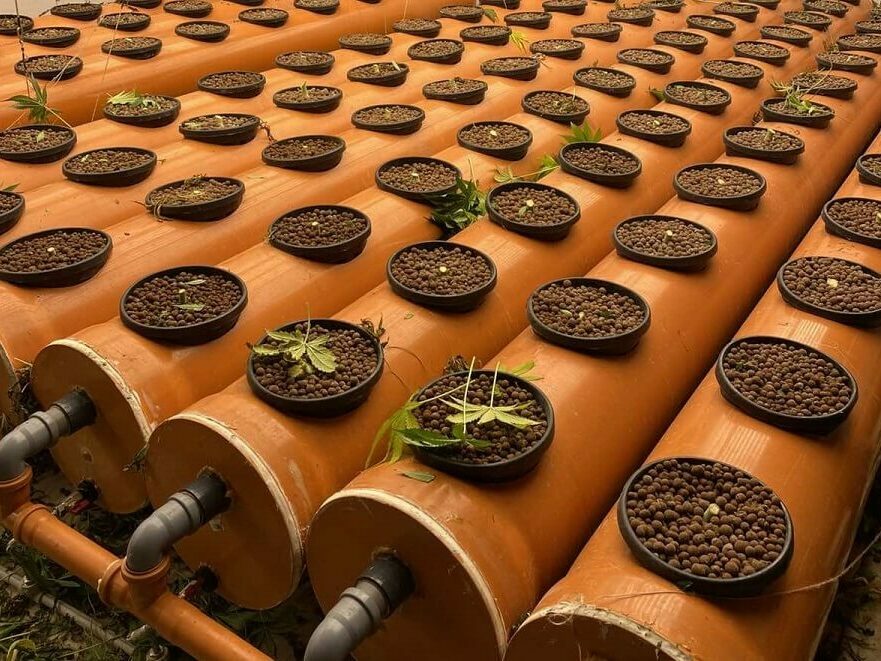 Шуменецът, отглеждал марихуана, остава в ареста