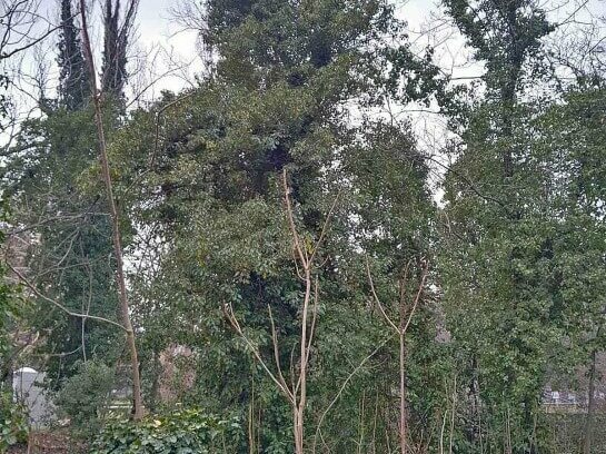 Кастрят тополи в Шокъровия канал, Общината ще инспектира