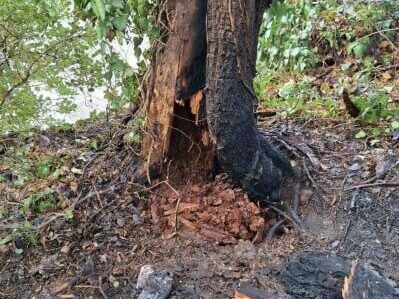 Премахват дървета в Морската градина