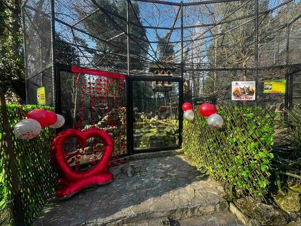 Рисове са най-сладката двойка на зоопарка