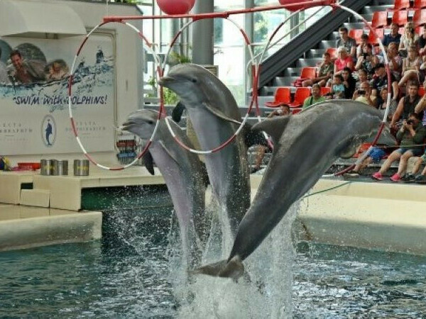 Делфинариумът с безплатни представления за Великден