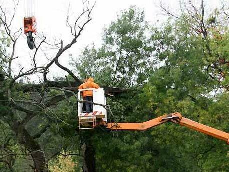 Подрязват опасно дърво в района на ул. „Шипка“