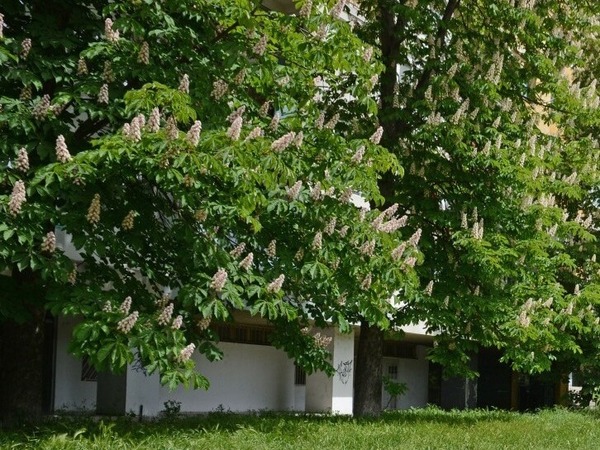 Пръскат дървета срещу кестенов молец