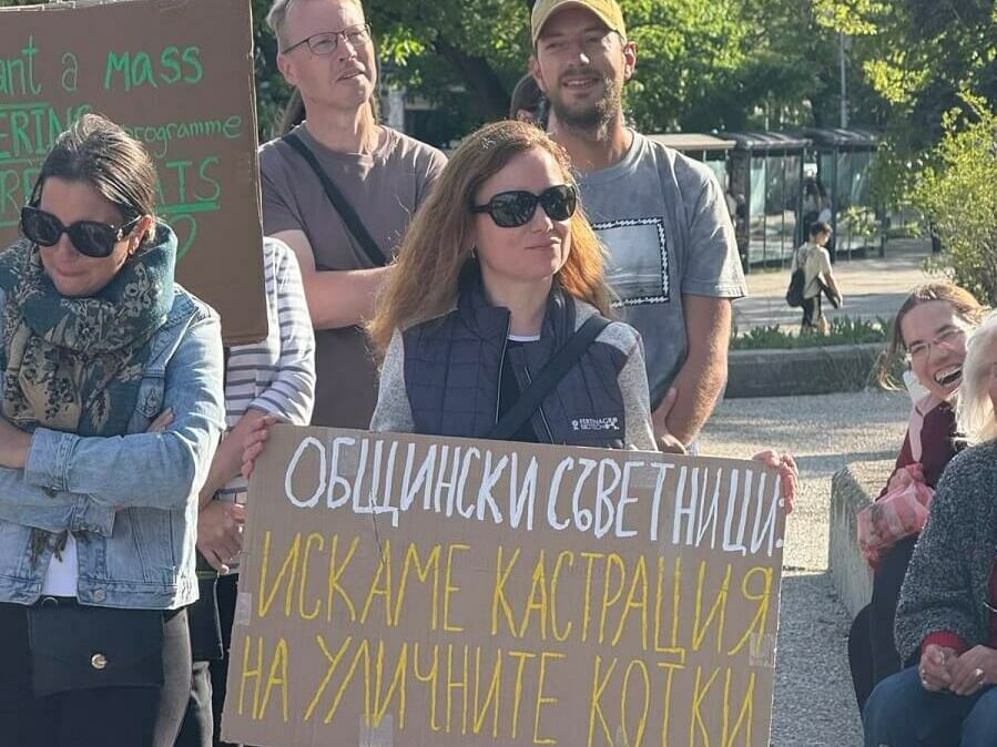 Граждани поискаха кастрация на уличните котки