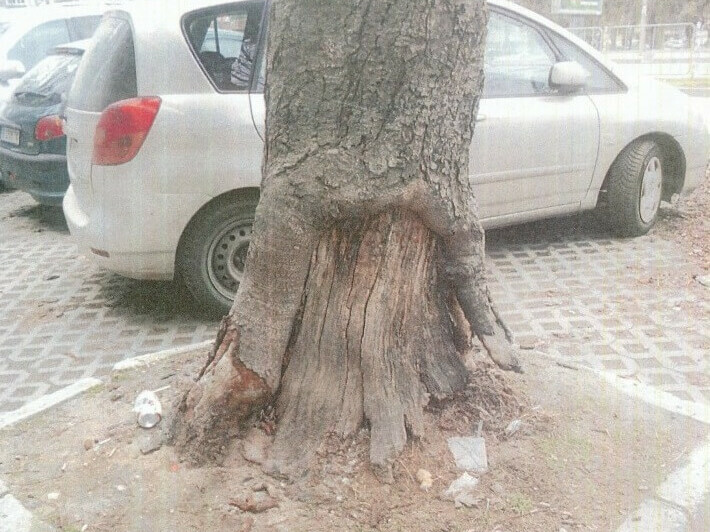 Премахват опасни дървета в „Одесос“