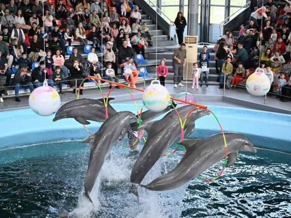 Делфинариумът с безплатни представления за 1 юни