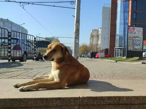 Варна сред лидерите по осиновени животни