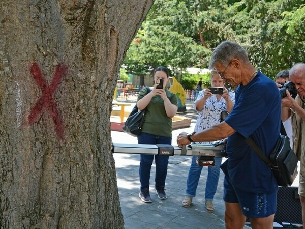 Премахват опасни дървета от градинката зад театъра