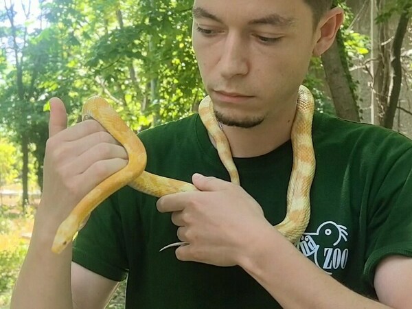 Смок албинос в зоопарка във Варна 
