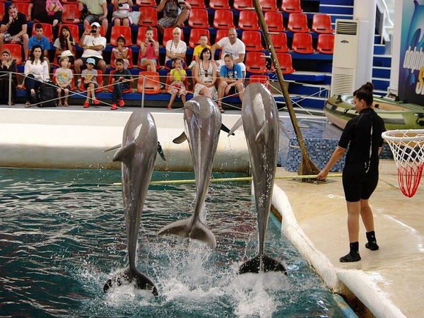 Ваканция с делфините