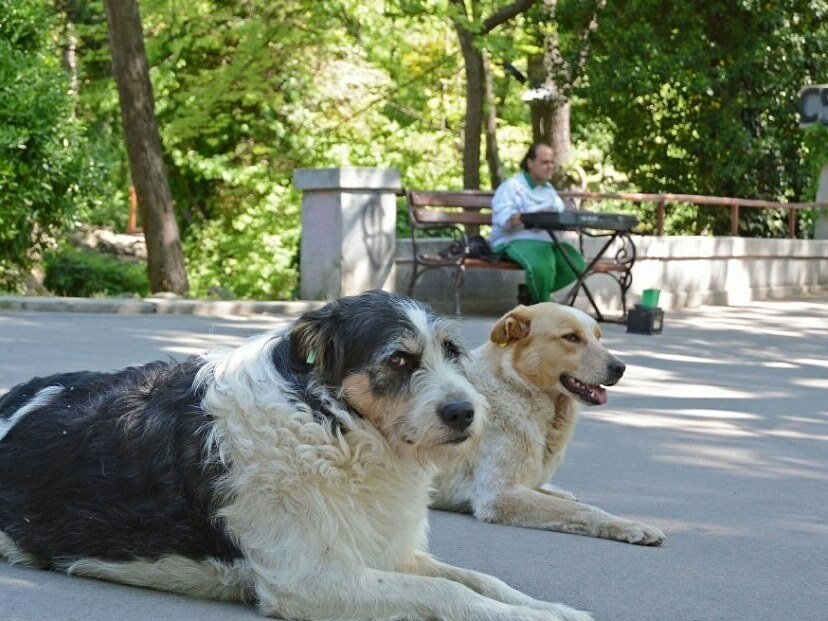 Институции и НПО с общи действия в защита на животните