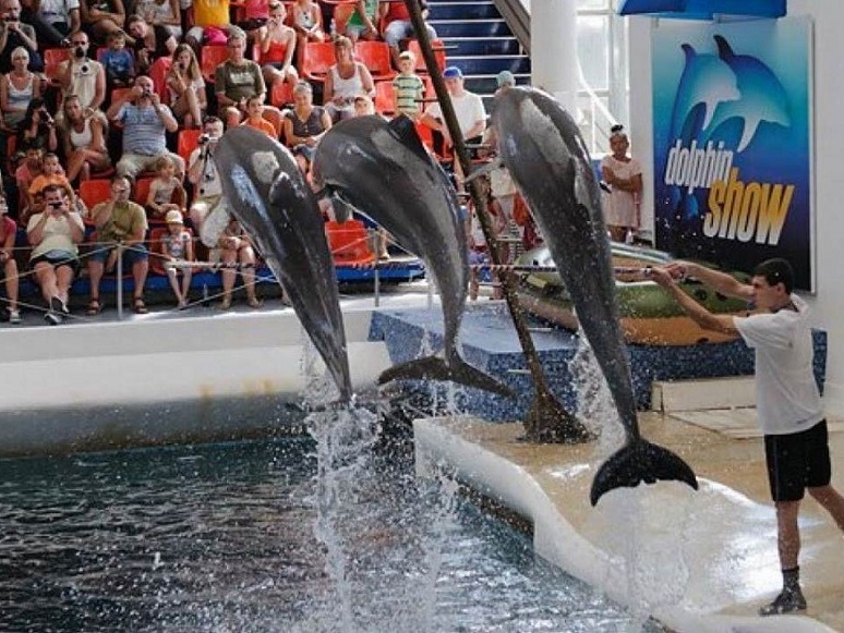 Делфините с по три представления в празничните дни