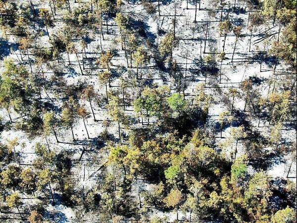 Няма тлеещи огнища в гората над „Аспарухово“