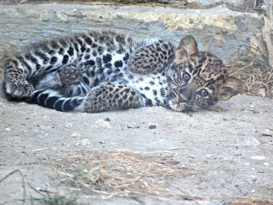 Бебето леопард се показа пред гостите на Зоопарка