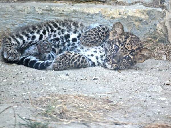 Бебето леопард се показа пред гостите на Зоопарка