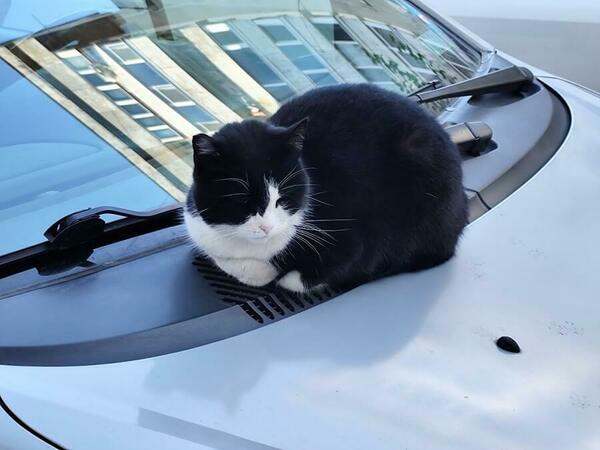 Три клиники ще кастрират улични котки