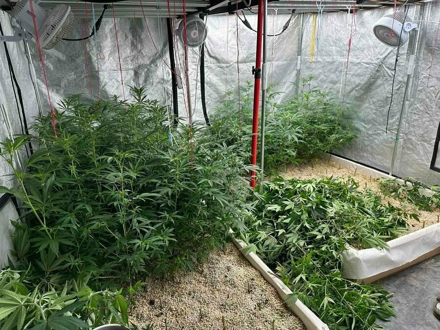 Откриха наркооранжерия в кв. „Чайка“