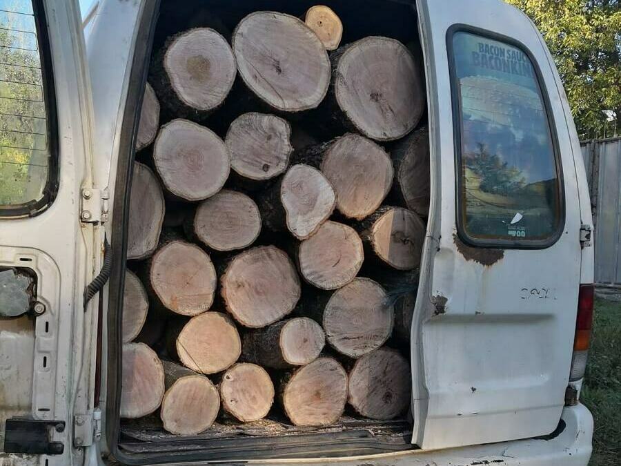 Четири кубика незаконно добити дърва през май