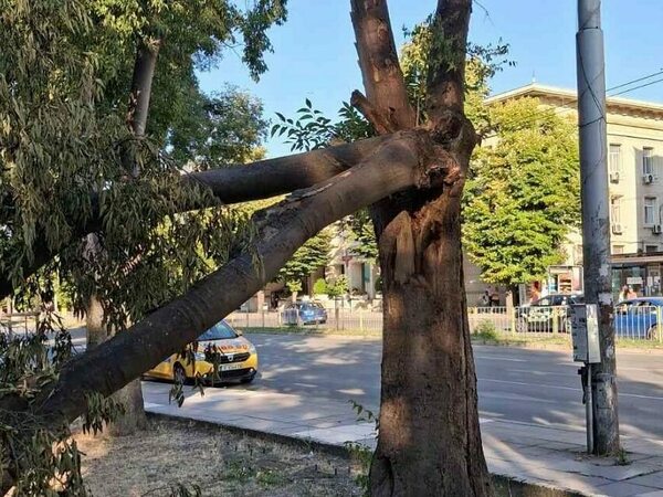 Премахват опасно дърво, кастрят клоните на други